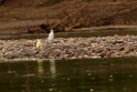 Capped Heron [3549] 28-jul-2012 (NP Manu, Rio Madre de Dios)