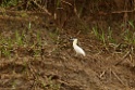 Capped Heron [3554] 28-jul-2012 (NP Manu, Rio Madre de Dios)
