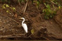 Great Egret [3557] 28-jul-2012 (NP Manu, Rio Madre de Dios)