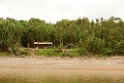 Langs de rivier [3582] 28-jul-2012 (NP Manu, Rio Madre de Dios)