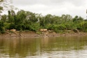 Langs de rivier [3592] 28-jul-2012 (NP Manu, Rio Madre de Dios)