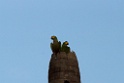 Red-bellied Macaw [3659] 28-jul-2012 (Madre de Dios, Puerto Maldenado)