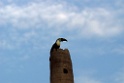 White-throated Toucan [3648] 28-jul-2012 (Madre de Dios, Puerto Maldenado)