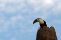White-throated Toucan [3652] 28-jul-2012 (Madre de Dios, Puerto Maldenado)