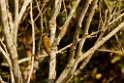 Little Woodpecker [3754] 29-jul-2012 (Madre de Dios, Puerto Maldenado)