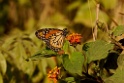 Queen Butterfly [3745] 29-jul-2012 (Madre de Dios, Puerto Maldenado)