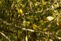 Saffron Finch [3738] 29-jul-2012 (Madre de Dios, Puerto Maldenado)