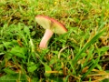 Appelrussula [012] 21-okt-2017 (Rugen)