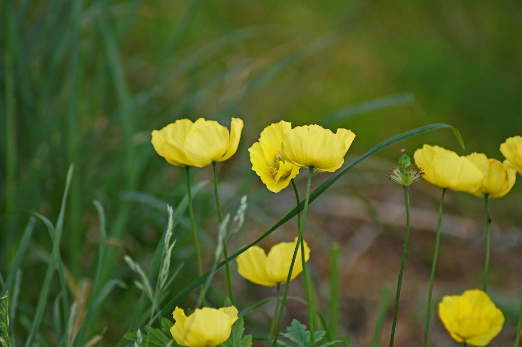 Gele hoornpapaver [0006] 04-jun-2011 (Cairngorms NP, Kingussie).jpg - Gele hoornpapaver [Glaucium flavum]