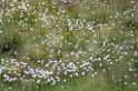 Eenarig wollegras [0002] 04-jun-2011 (Cairngorms NP, Kingussie)