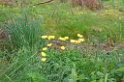 Gele hoornpapaver [0005] 04-jun-2011 (Cairngorms NP, Kingussie)