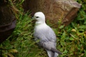 Noordse stormvogel [0715] 08-jun-2011 (Handa Island)