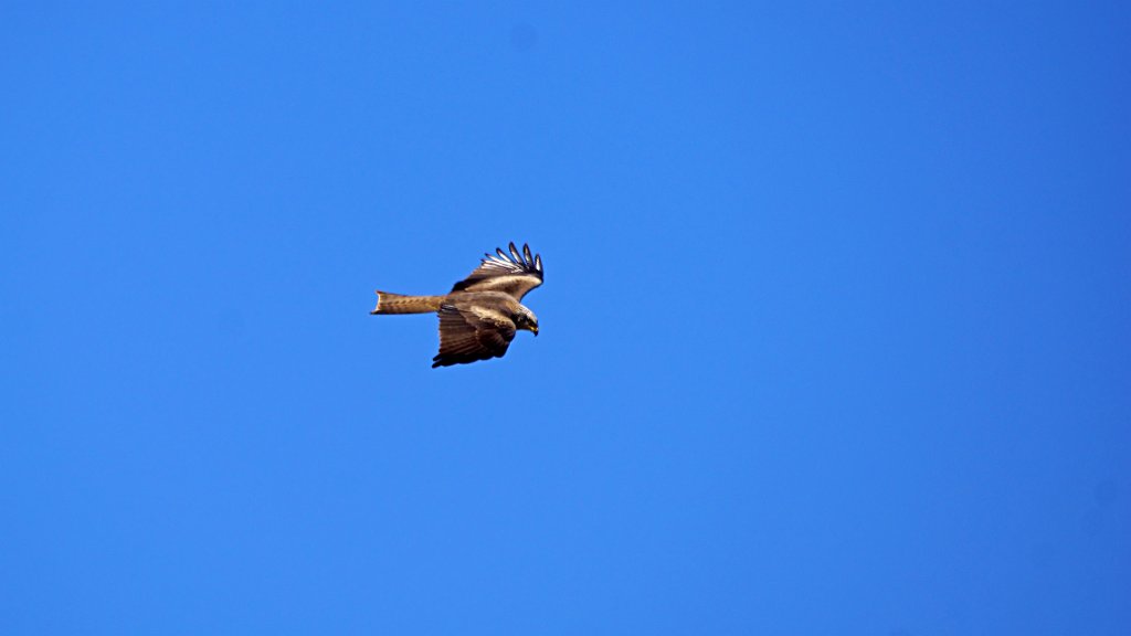 Rode Wouw [0167] 06-apr-2013 (Jaraicejo, Extremadura).JPG - Rode Wouw [Milvus milvus]