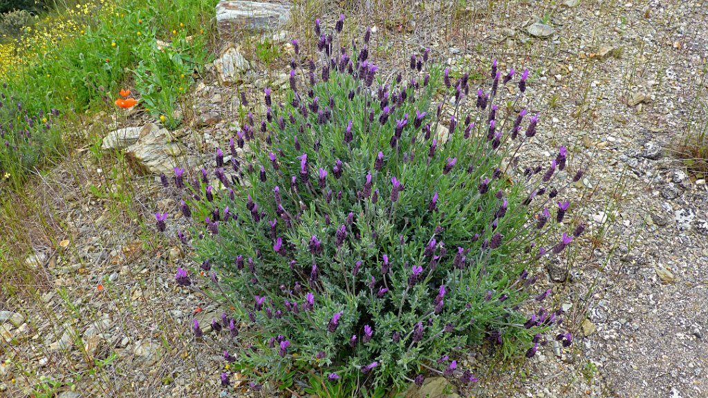 Kuiflavendel [0672] 09-apr-2013 (Santa Martha de Magasca, Extremadura).jpg - Kuiflavendel [Lavandula stoechas]
