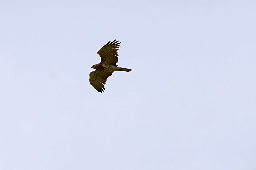Slangenarend [0744] 09-apr-2013 (Trujillo, Extremadura).jpg - Slangenarend [Circaetus gallicus]