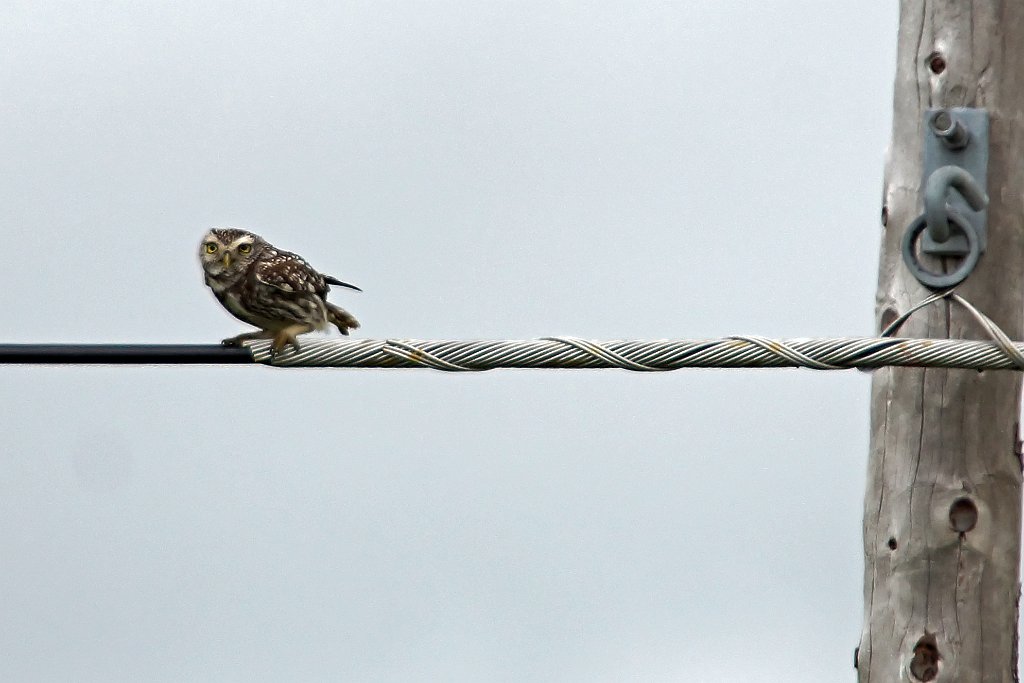 Steenuil [0763] 09-apr-2013 (Santa Martha de Magasca, Extremadura).jpg - Steenuil [Athene noctua]