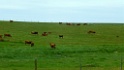 Koeien in het landschap [0663] 09-apr-2013 (Santa Martha de Magasca, Extremadura)