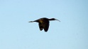 Zwarte Ibis [1662] 13-apr-2013 (Nationaal park Donana, Andalucia)
