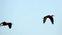 Zwarte Ibis [1666] 13-apr-2013 (Nationaal park Donana, Andalucia)