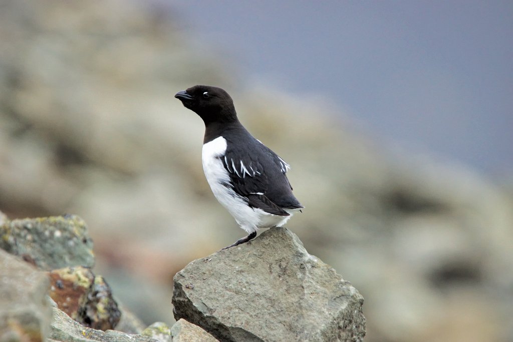 Kleine Alk [0162] 13-jun-2017 (Spitsbergen, Longyearbyen).jpg - Kleine Alk [Alle alle]