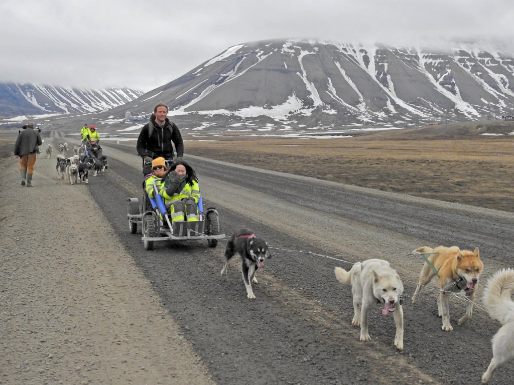 Sledehonden [0106] 13-jun-2017 (Spitsbergen, Longyearbyen).jpg - Sledehonden