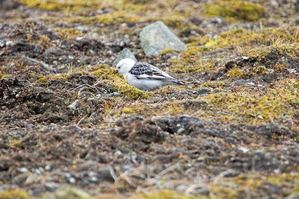 Sneeuwgors [0147] 13-jun-2017 (Spitsbergen, Longyearbyen).jpg - Sneeuwgors [Plectrophenax nivalis]