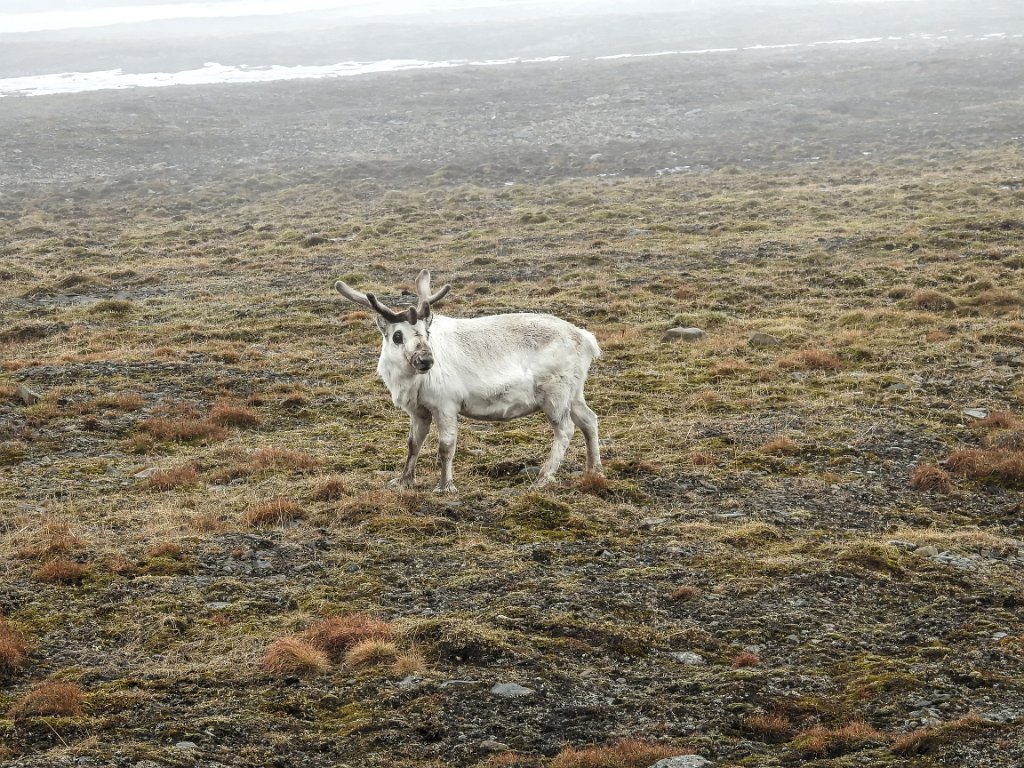 Spitsbergenrendier [0490] 15-jun-2017 (Spitsbergen, Longyearbyen).jpg - Spitsbergenrendier [ Rangifer tarandus platyrhynchus]