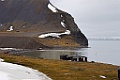 Landschap [0455] 15-jun-2017 (Spitsbergen, Longyearbyen)