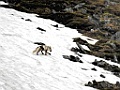 Poolvos [0469] 15-jun-2017 (Spitsbergen, Longyearbyen)