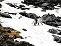 Poolvos [0474] 15-jun-2017 (Spitsbergen, Longyearbyen)