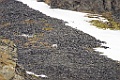 Spitsbergenrendier [0452] 15-jun-2017 (Spitsbergen, Longyearbyen)