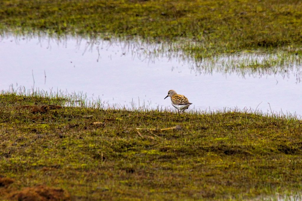 Bonte Strandloper [0533] 16-jun-2017 (Spitsbergen, Longyearbyen).jpg - Bonte Strandloper [Calidris alpina]