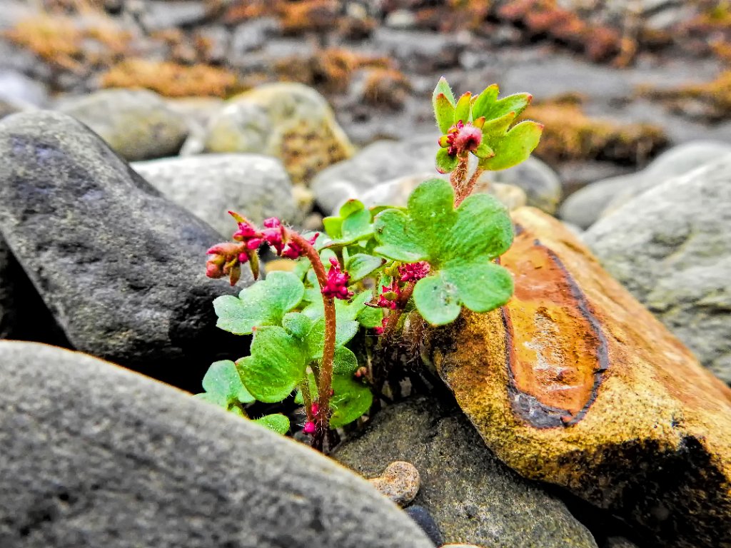 Mountain Sorrel [0609] 16-jun-2017 (Spitsbergen, Longyearbyen).jpg - Mountain Sorrel [Oxyria digyna]