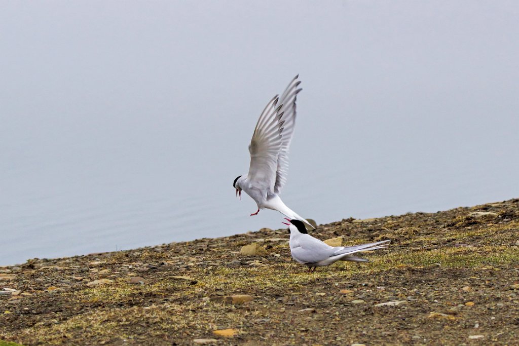 Noordse Stern [0568] 16-jun-2017 (Spitsbergen, Longyearbyen).jpg - Noordse Stern [Sterna paradisaea]