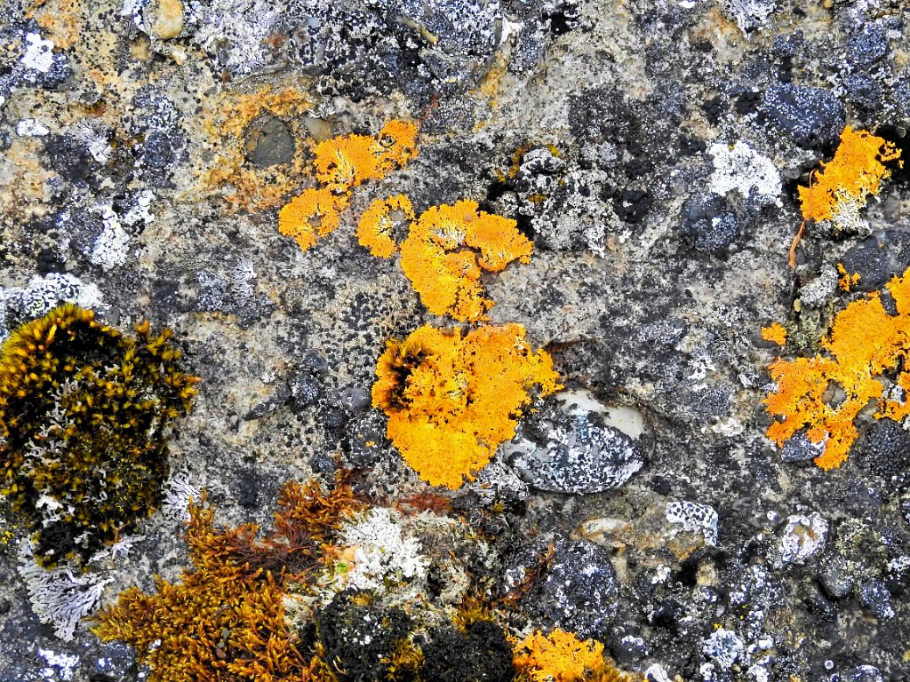 Oranje Dooiermos [0607] 16-jun-2017 (Spitsbergen, Longyearbyen).jpg - Oranje Dooiermos [Xanthoria calcicola]
