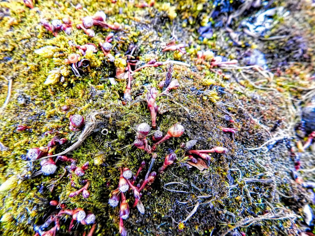 Polar Willow [0635] 16-jun-2017 (Spitsbergen, Longyearbyen).jpg - Polar willow [Salix polaris]