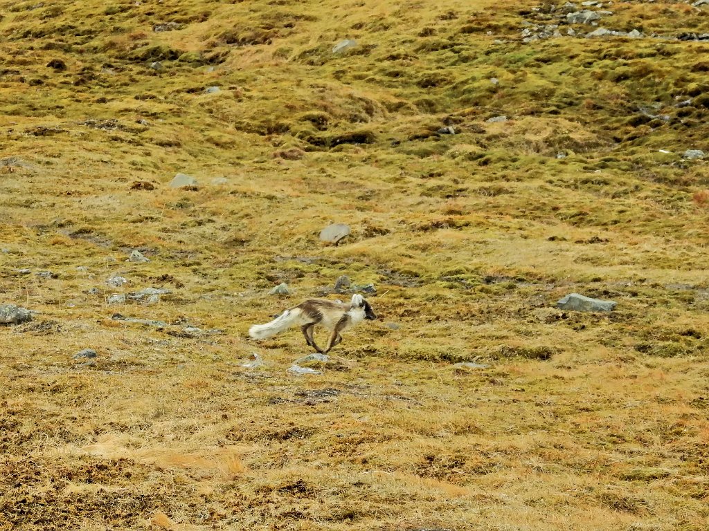 Poolvos [0613] 16-jun-2017 (Spitsbergen, Longyearbyen).jpg - Poolvos [Alopex lagopus ]
