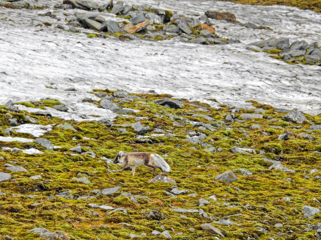 Poolvos [0616] 16-jun-2017 (Spitsbergen, Longyearbyen).jpg - Poolvos [Alopex lagopus ]