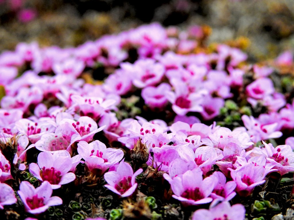 Rode Steenbreek [0642] 16-jun-2017 (Spitsbergen, Longyearbyen).jpg - Rode Steenbreek [Saxifraga oppositifolia]