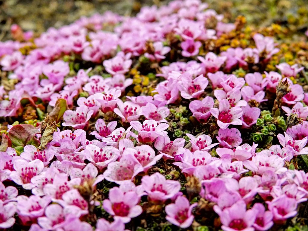 Rode Steenbreek [0643] 16-jun-2017 (Spitsbergen, Longyearbyen).jpg - Rode Steenbreek [Saxifraga oppositifolia]