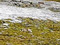 Poolvos [0616] 16-jun-2017 (Spitsbergen, Longyearbyen)