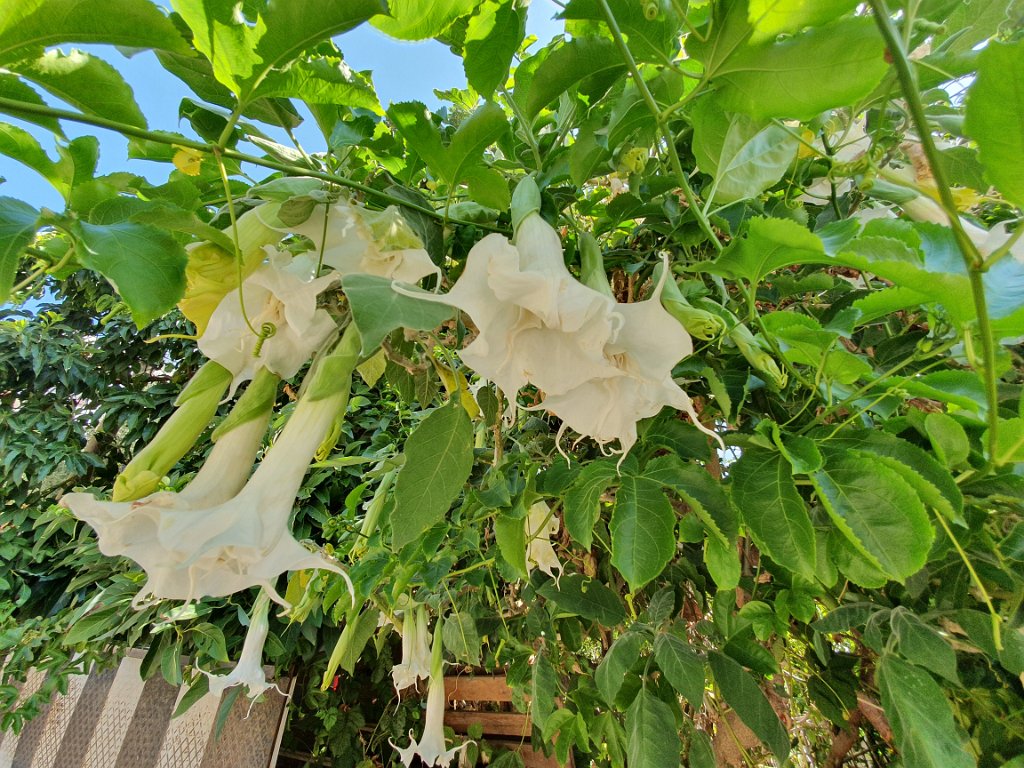 Trompetplant [00105] 24-sep-2019 (Alanya).jpg - Trompetplant