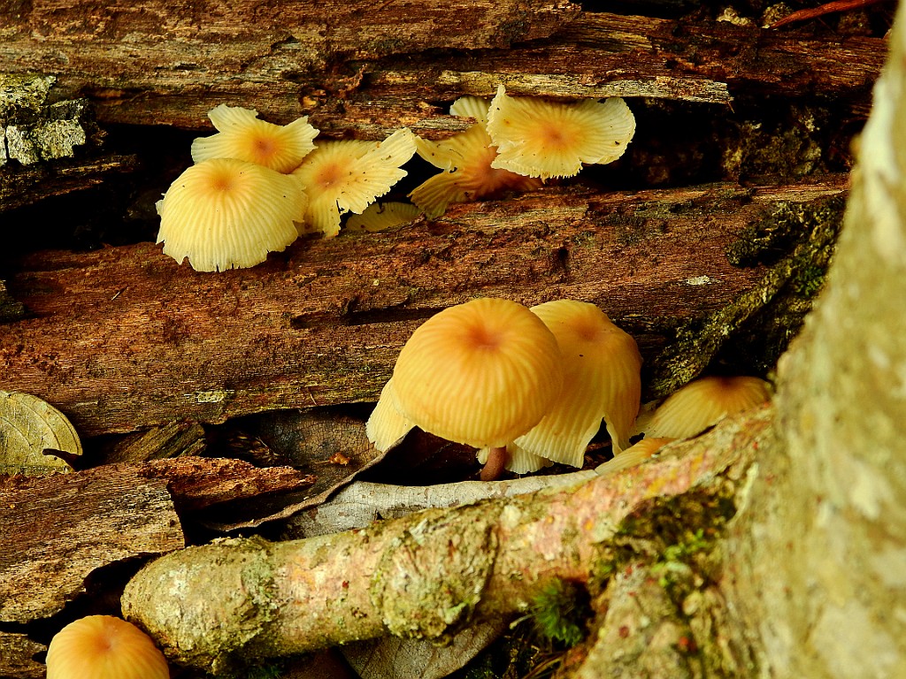 Paddenstoel [00080] 18-jul-2018 (Nimbokrang).jpg - Paddenstoel [Fungi (sp.)]