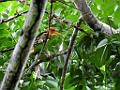 Yellow-billed Kingfisher [00143] 19-jul-2018 (Nimbokrang)