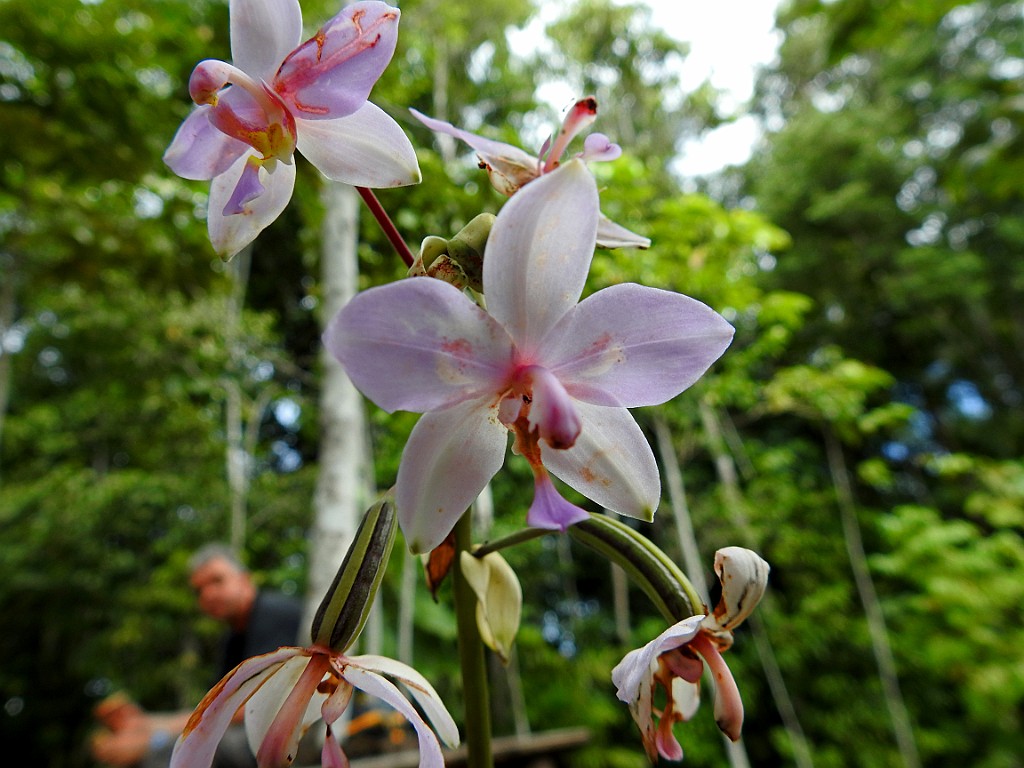 Orchidee [00229] 20-jul-2018 (Nimbokrang).jpg - Orchidee [Orchidaceae spec.]