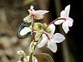 Orchidee [00227] 20-jul-2018 (Nimbokrang)