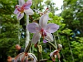 Orchidee [00229] 20-jul-2018 (Nimbokrang)