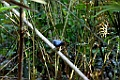Blue-gray Robin [00396] 22-jul-2018 (Arfak Mountains, Manokwari)
