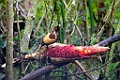 Magnificent Bird-of-Paradise [00310] 22-jul-2018 (Arfak Mountains, Manokwari)