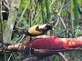 Magnificent Bird-of-Paradise [00314] 22-jul-2018 (Arfak Mountains, Manokwari)